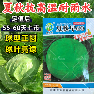 夏秋早60甘蓝种子耐热抗高温早熟反季节绿球圆球甘蓝包菜种子籽孑