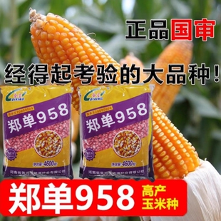 三系高产杂交大田抗旱耐贫瘠大棒饲料玉米种子籽 郑单958玉米种子