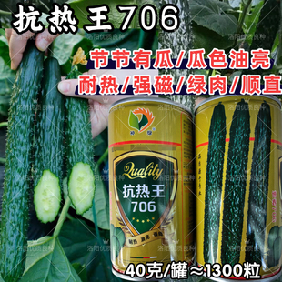抗热王706黄瓜种子耐热强磁绿肉顺直露地春夏秋黑绿黄瓜青瓜种子