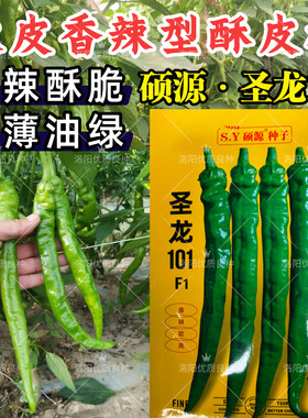 圣龙101薄皮酥椒辣椒种子早熟薄皮软皮亮绿皱皮椒香辣线椒种子籽