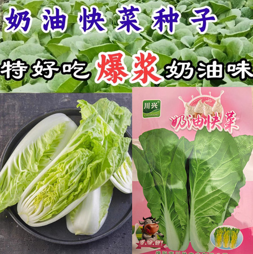 四季快菜奶油小白菜蔬菜种子
