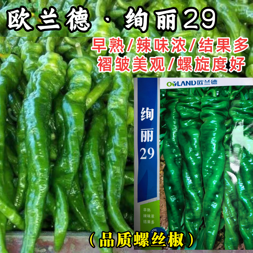 绚丽27螺丝辣椒种子早熟欧兰德薄皮皱皮辣椒尖椒四季蔬菜种孑籽
