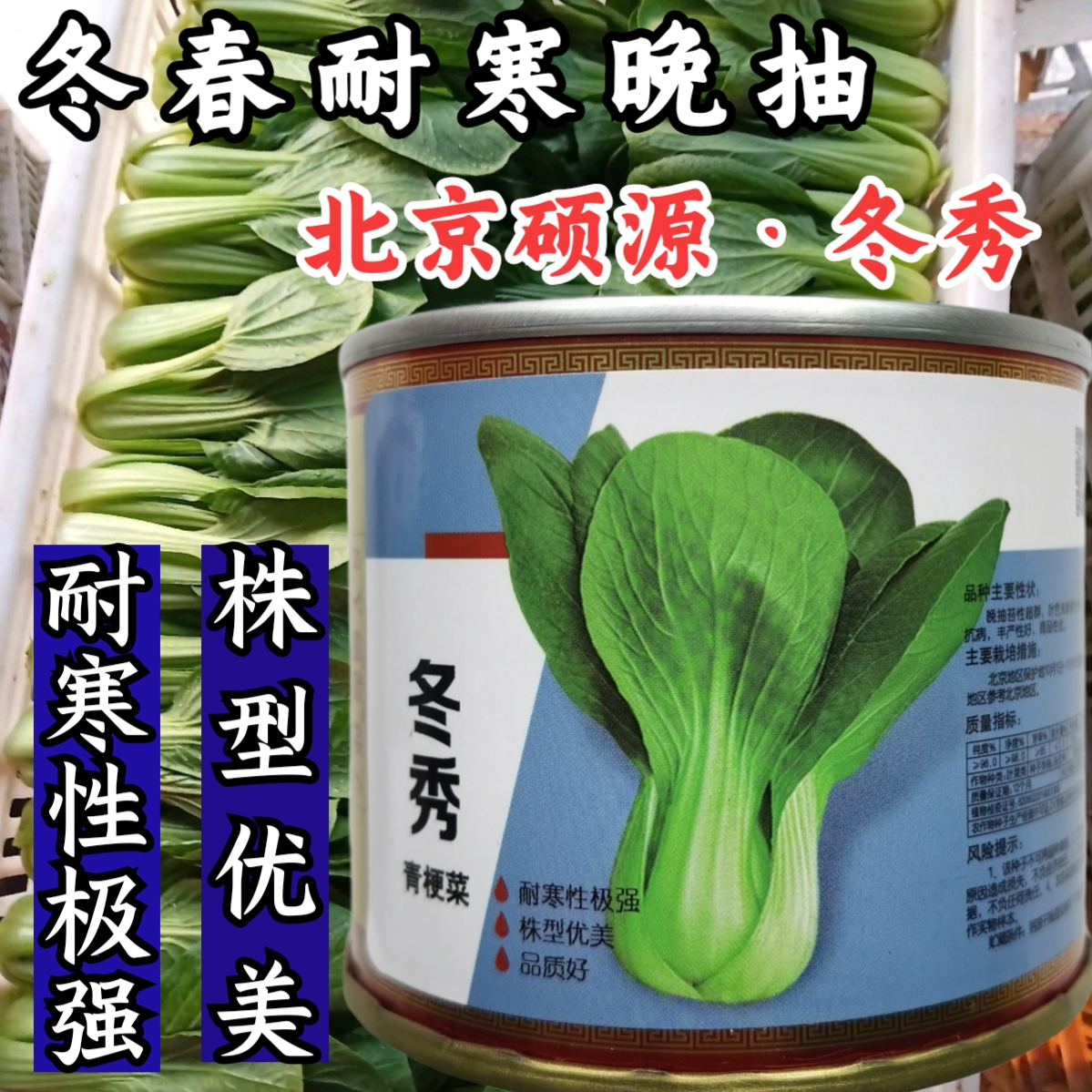 耐抽苔耐寒青菜小油菜硕源