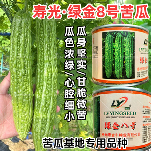 金绿8号苦瓜种子寿光油绿心腔小绿疙瘩顺直苦瓜高产基地苦瓜种子