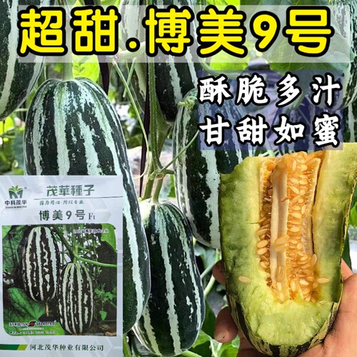花皮绿肉薄皮甜脆博美9号羊角蜜