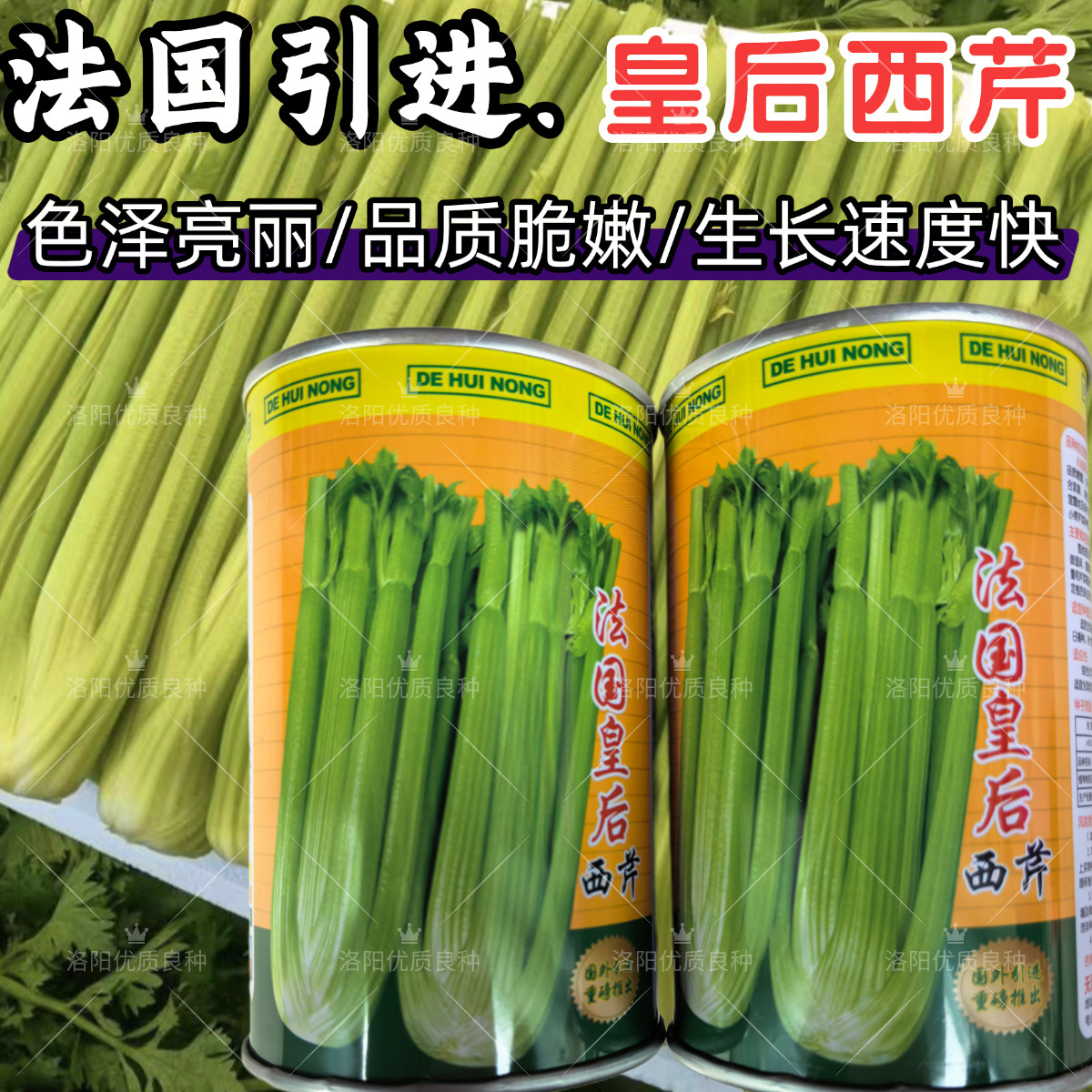 法国皇后西芹种子黄嫩高产西芹小芹菜耐热耐寒四季春夏西芹种子籽