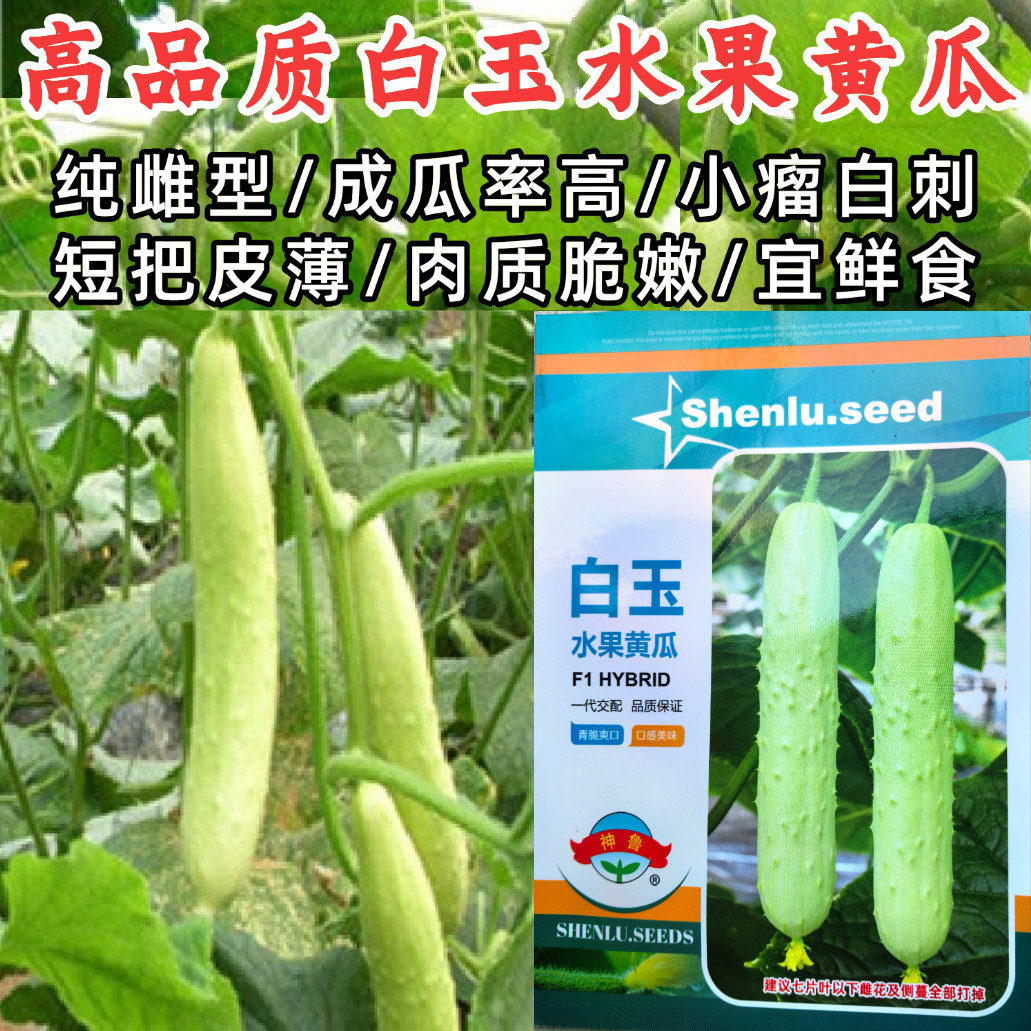 白玉水果黄瓜种子纯雌小瘤白刺甜脆白皮旱黄瓜春秋水果黄瓜种子籽图片