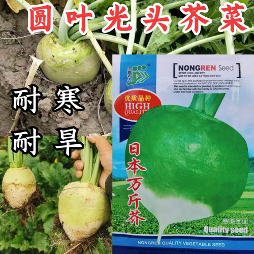 日本万斤芥种子光头芥菜疙瘩芥种