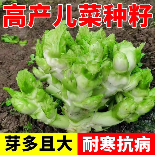 四川儿菜种子特产四季播宝宝菜娃娃菜抱子芥菜秋季蔬菜籽早熟农家