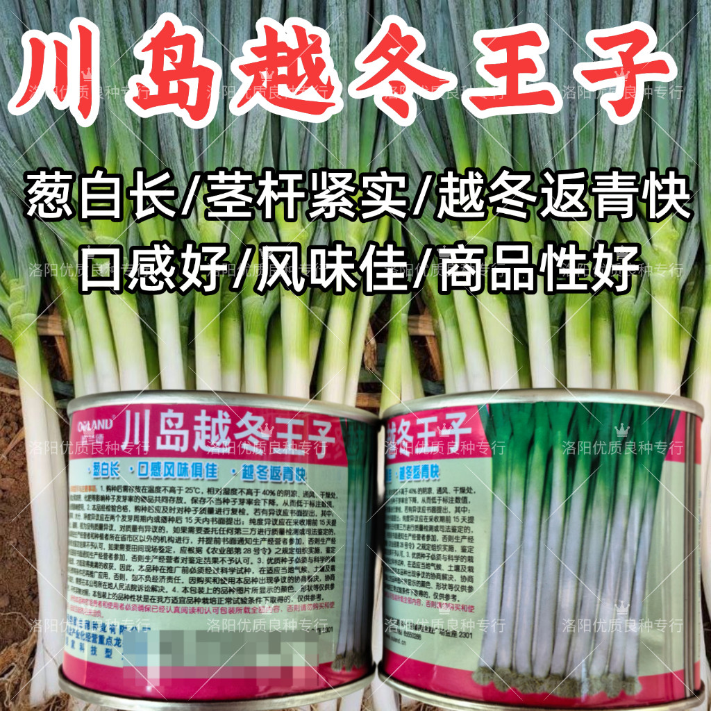 川岛越冬王子大葱种子欧兰德耐寒抗倒高白好吃章丘铁杆大葱种子籽