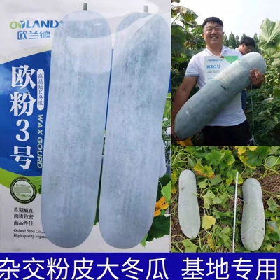 欧粉三号杂交特大抗病高产冬瓜种