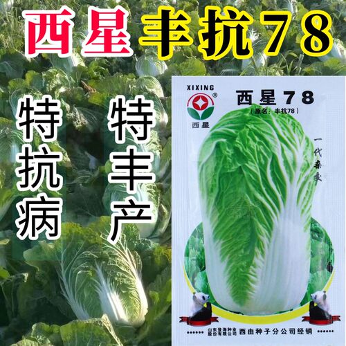丰抗78秋季大白菜种子登海西星白菜种籽冬储青菜秋季超大蔬菜种子