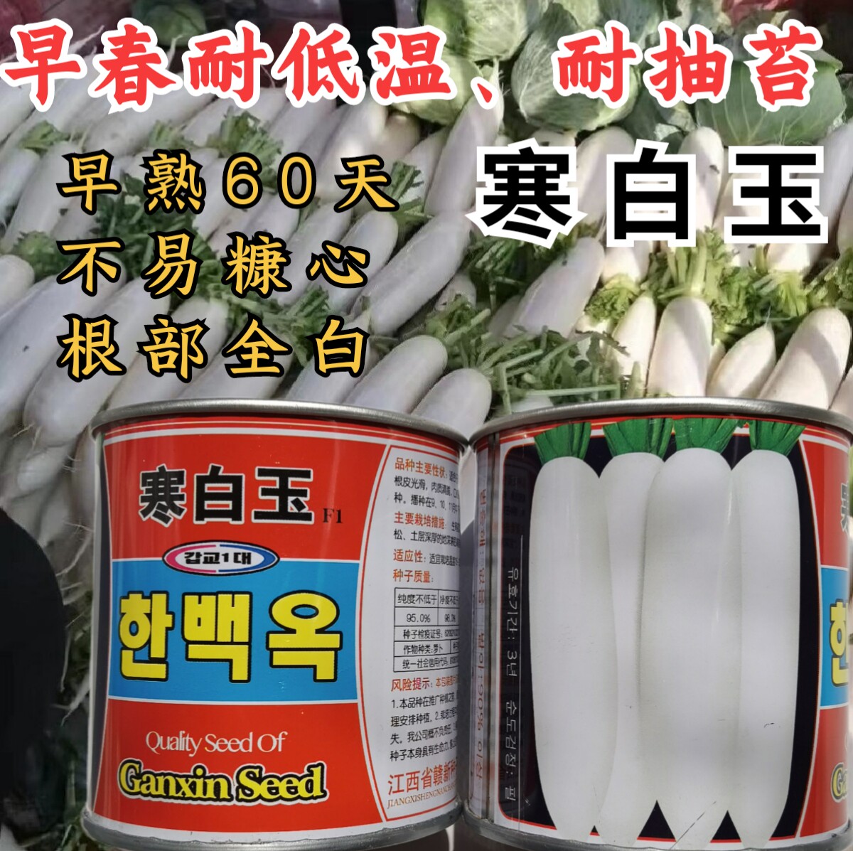 耐抽苔早春早熟萝卜赣新