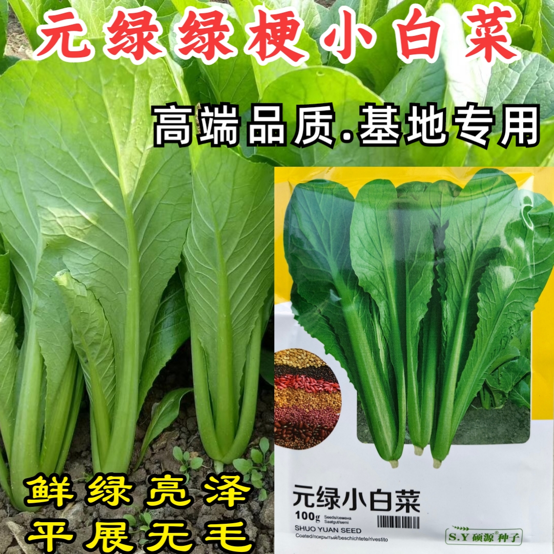 元绿小白菜种子绿帮绿梗叶快菜耐热越夏速生小白菜四季蔬菜种子籽