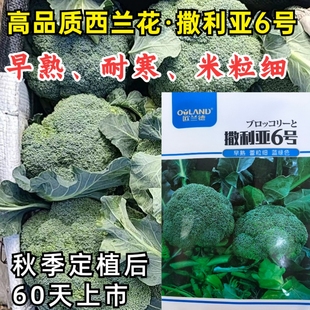 撒利亚6号西兰花种子西蓝花早熟耐寒青梗小米粒秋播青花菜种子籽