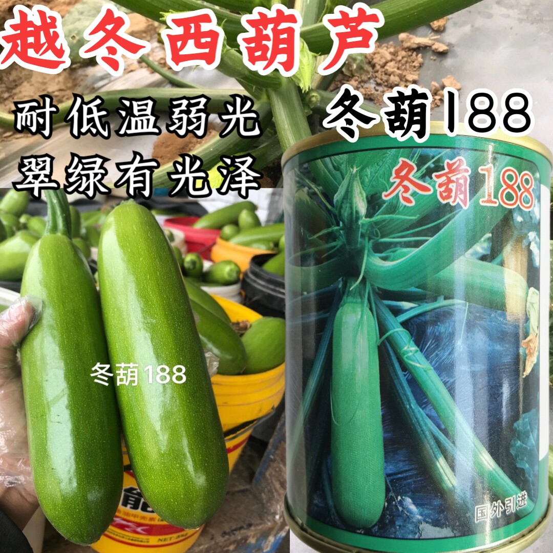 西葫芦耐寒耐低温越冬盛润