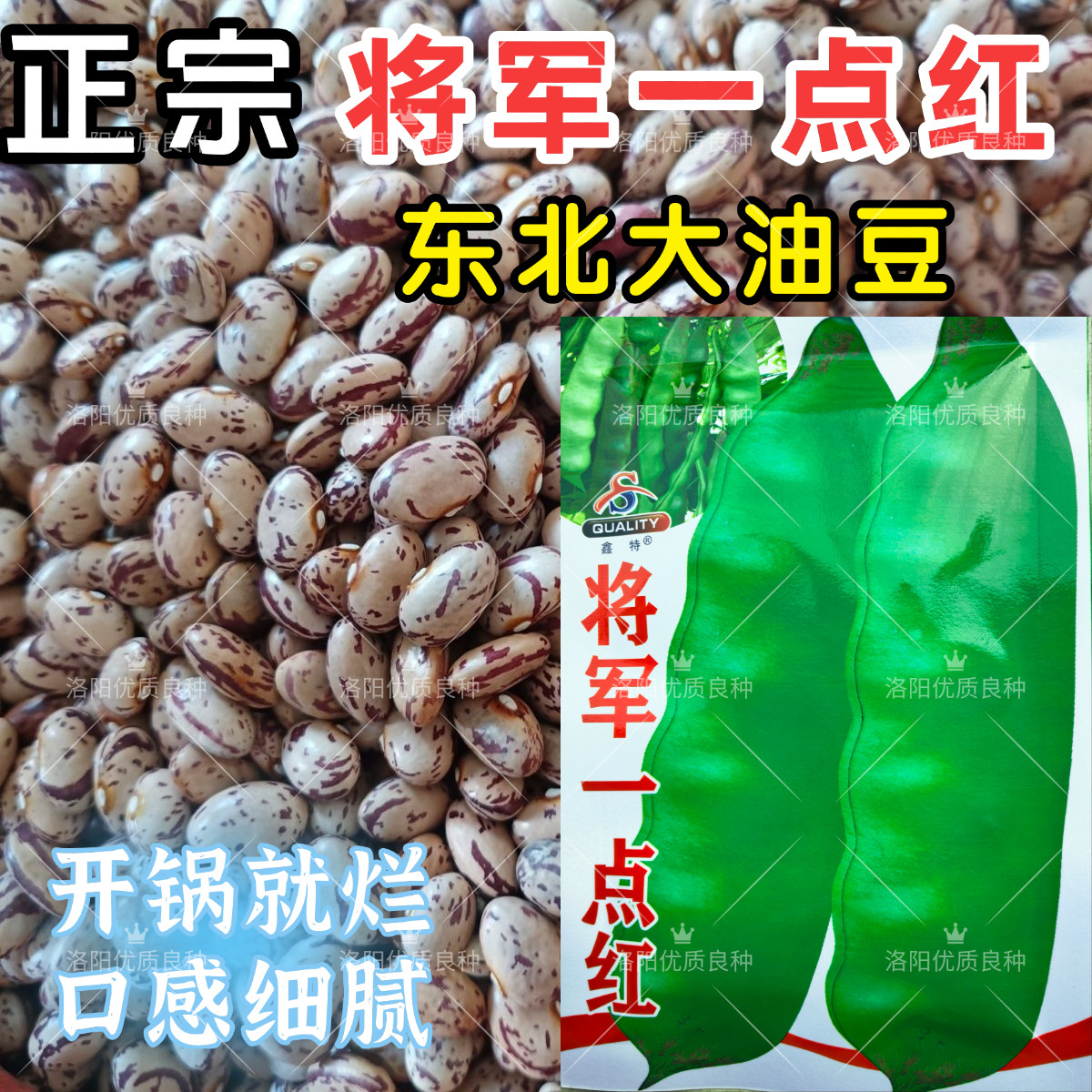 将军一点红油豆种子东北大油豆角种子早熟春秋无筋高产架豆种子籽图片