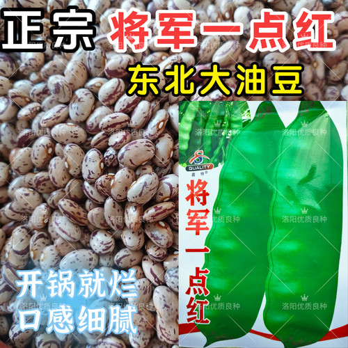 将军一点红油豆种子东北大油豆角种子早熟春秋无筋高产架豆种子籽