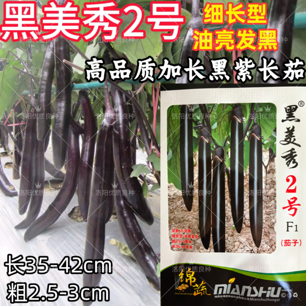 黑美秀2号黑紫长茄种子早熟细长线茄黑油亮顺直春大棚茄子种子籽