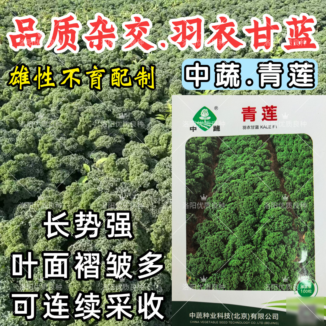 青莲羽衣甘蓝种子杂交耐寒耐热四季蔬菜种籽阳台庭院盆栽大田种子