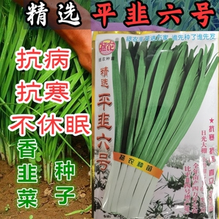 拯农平韭六号韭菜种子 不休眠 抗寒高产生长快宽叶韭菜种子大白根
