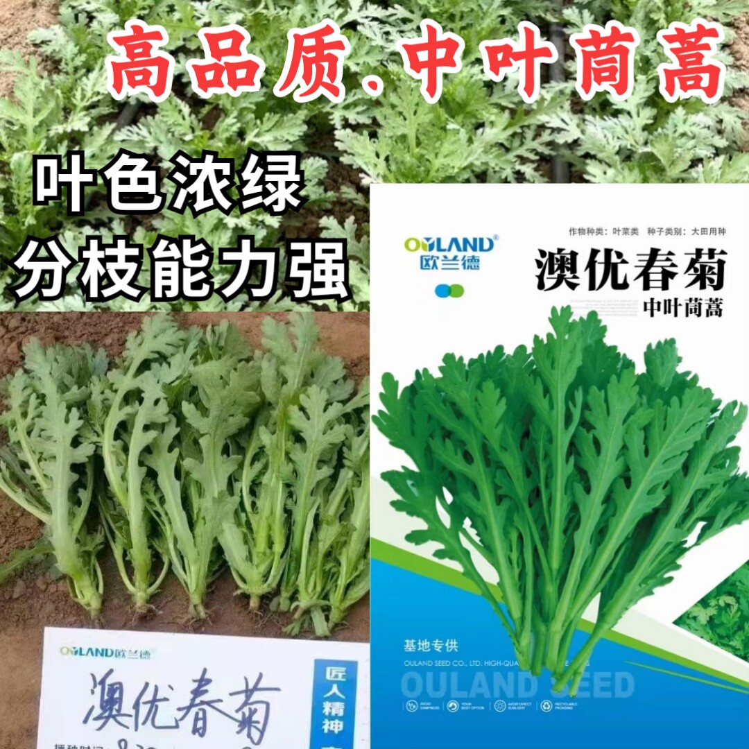 澳优春菊中叶茼蒿种子欧兰德中叶皇帝菜茼蒿菜耐热春秋蔬菜种子籽