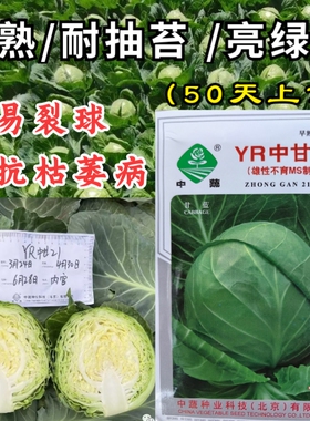 YR中甘21甘蓝种子春播早熟耐抽苔亮绿圆球抗枯萎病甘蓝包菜中子籽