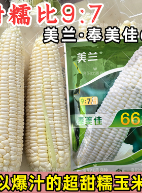 奉美佳66糯玉米种子早熟美兰美玉甜糯9比7生吃大棒超甜糯玉米种子