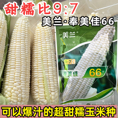 奉美佳66糯玉米种子早熟美兰美玉甜糯9比7生吃大棒超甜糯玉米种子