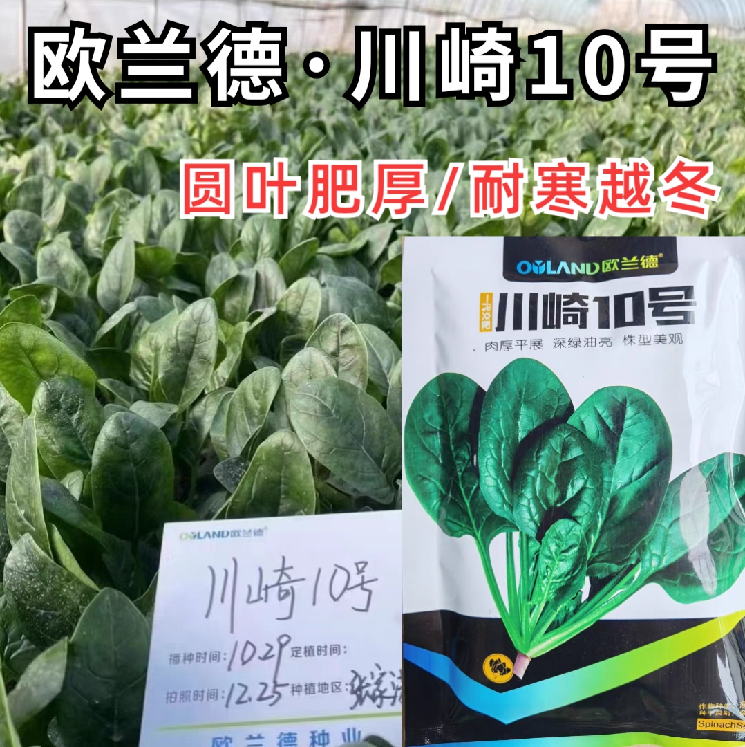 耐寒黑叶油亮大圆叶春秋越冬菠菜