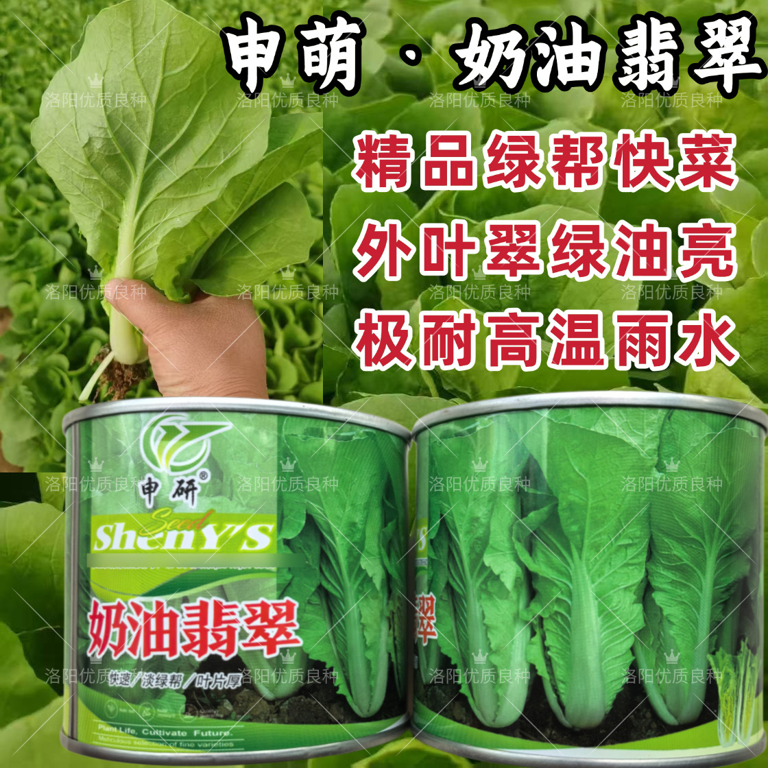 绿帮快菜种子奶油翡翠绿油亮速生快菜耐热抗高温夏秋小白菜种子籽