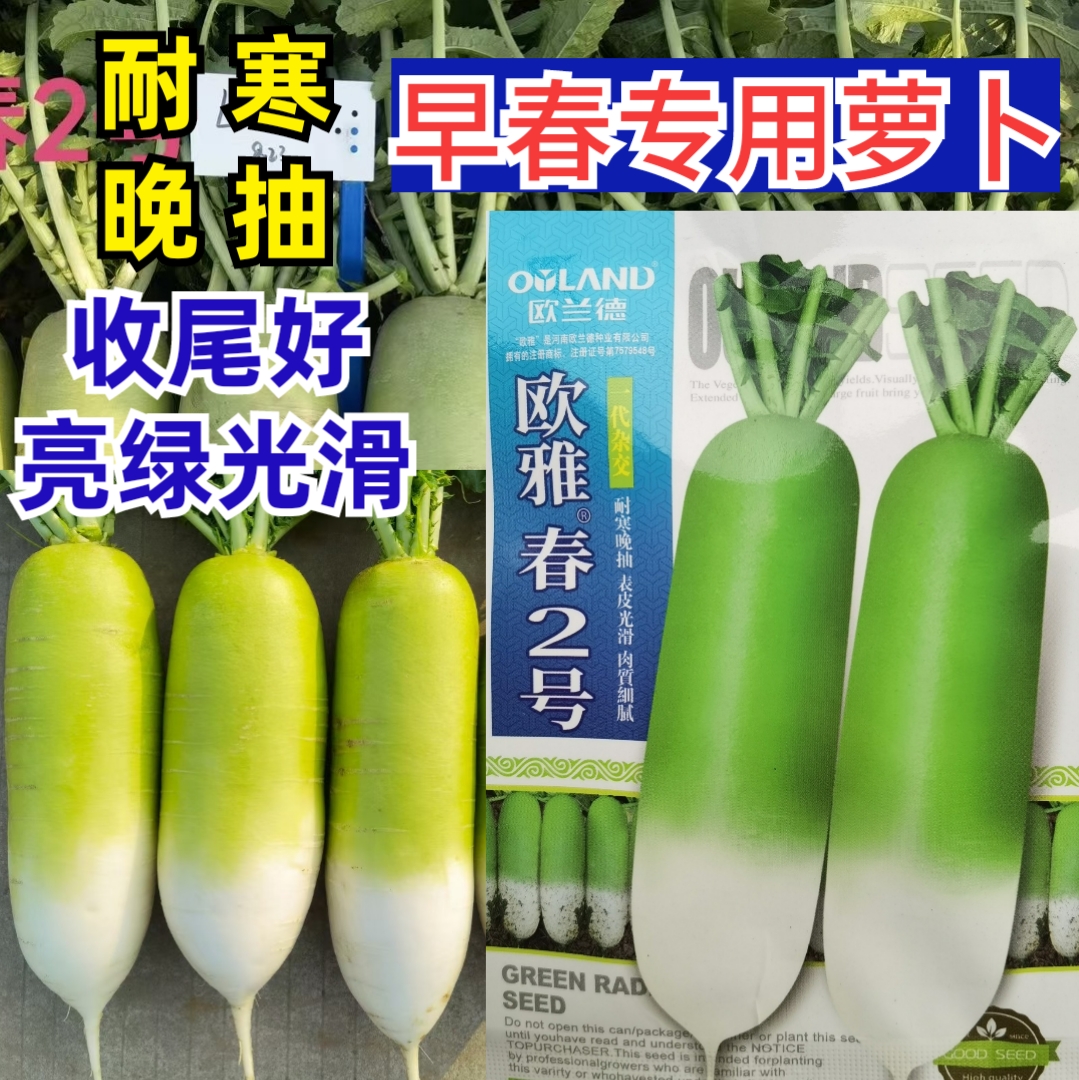 耐抽苔耐寒耐低温萝卜早春欧兰德