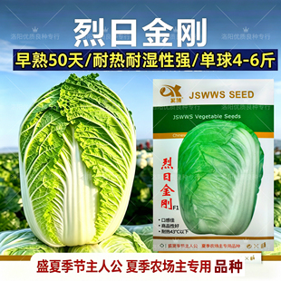 烈日金刚大白菜种子夏播耐热耐湿耐高温4-6斤夏秋包心白菜种子籽