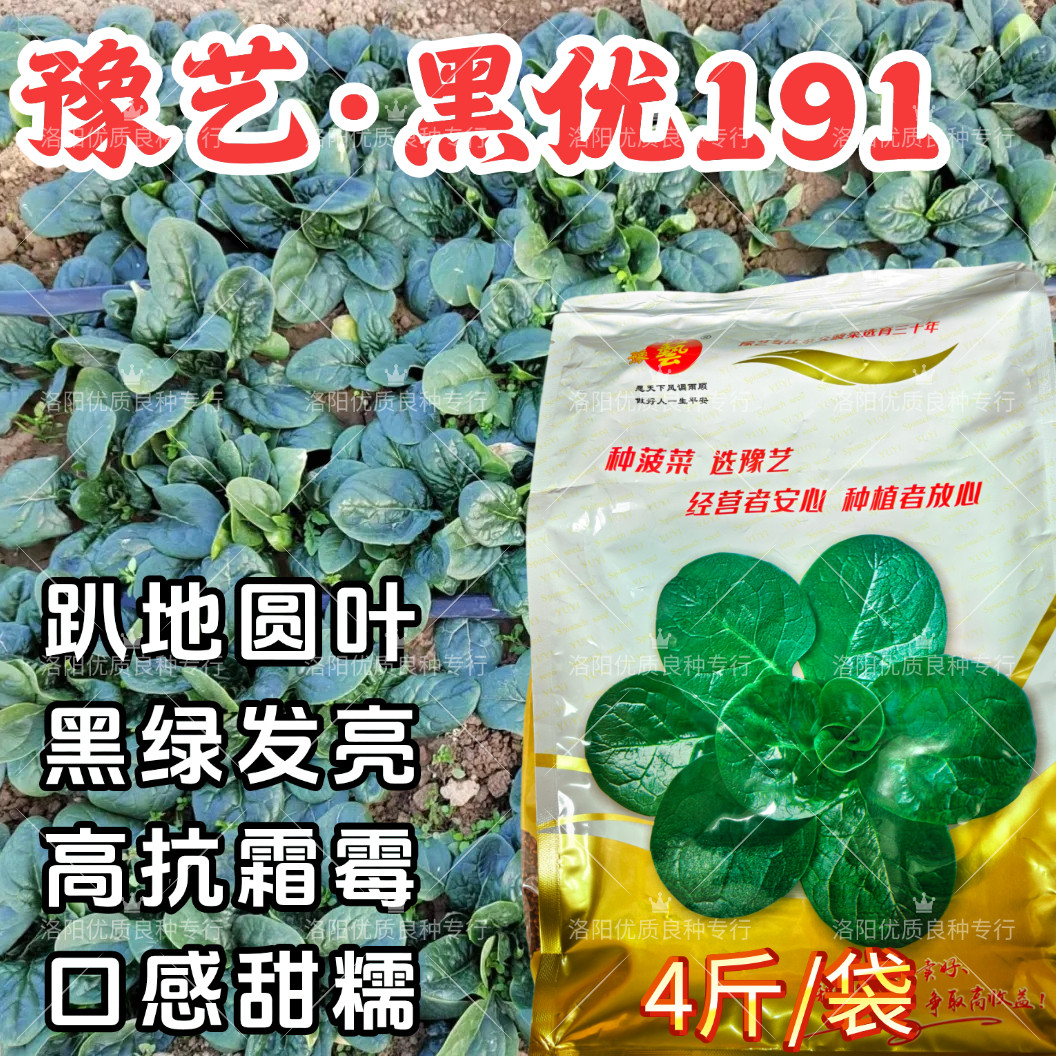 黑优191趴地菠菜种子豫艺圆叶抗霜霉病黑绿软糯越冬塌地菠菜种子