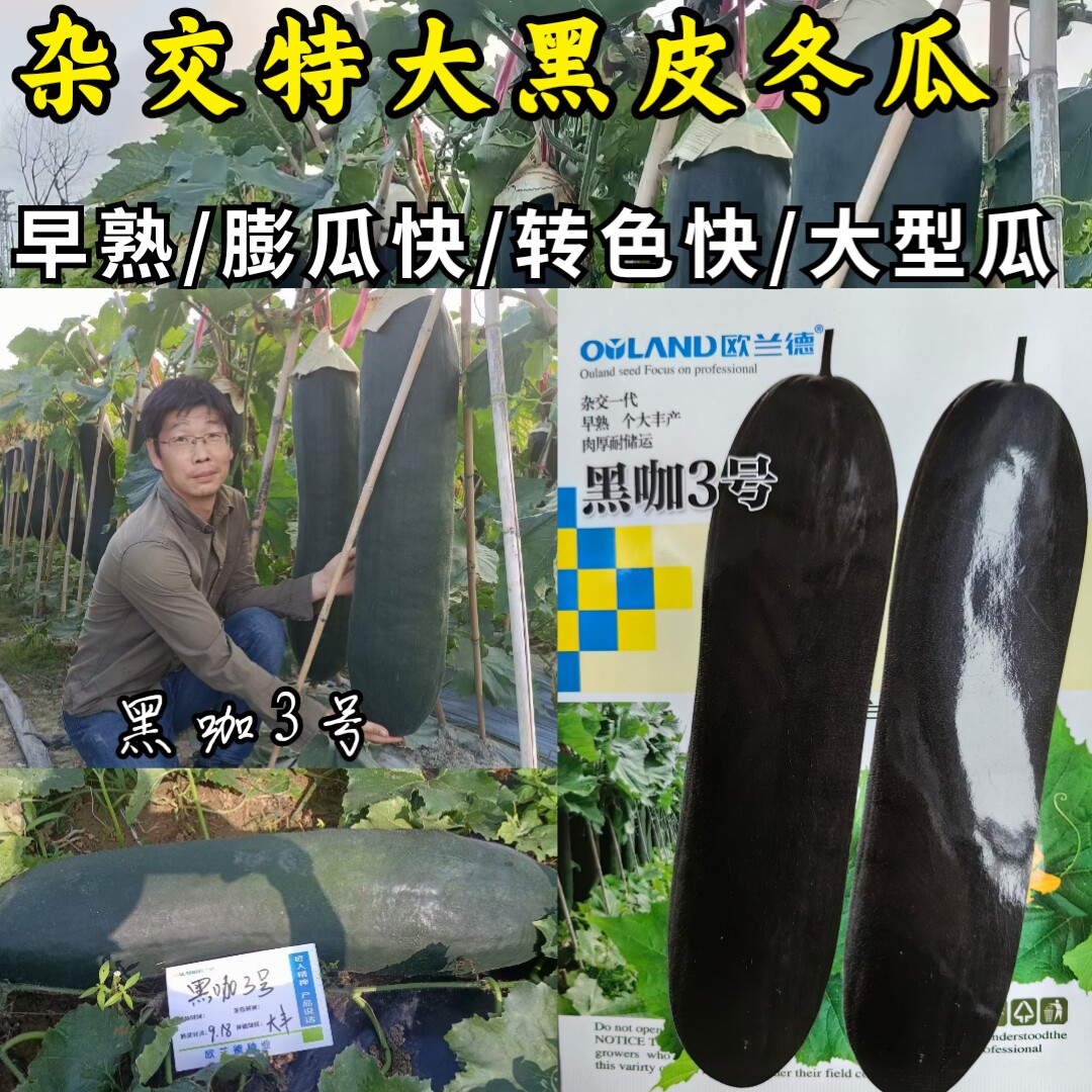 黑咖3号黑皮大冬瓜种子欧兰德杂交特大炮弹地趴爬黑冬瓜种子籽孑