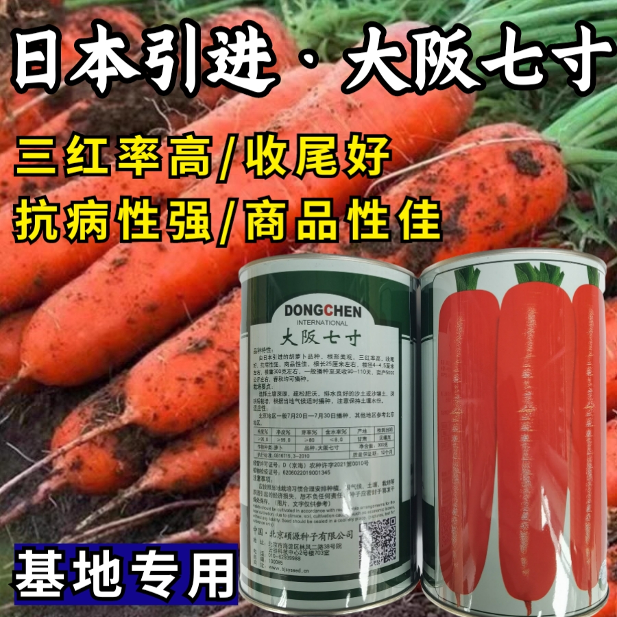 日本引进三红率胡萝卜高种子