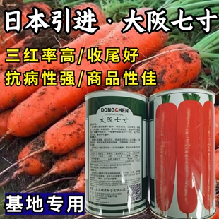 大阪七寸胡萝卜种子 日本引进三红率高高产胡萝卜红萝卜种子籽孑
