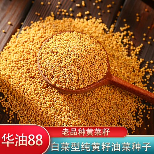 华油88油菜种子世纪星优质榨油菜种纯黄籽极早熟白菜型油菜种子籽