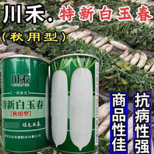 特新白玉春蘿卜種子秋播韓國純白蘿卜須少甜脆水果白蘿卜種子籽孑
