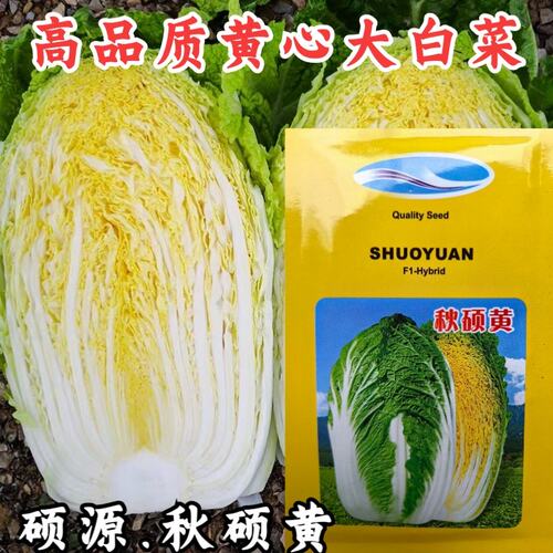 黄心大白菜秋宝70天黄芯抗病