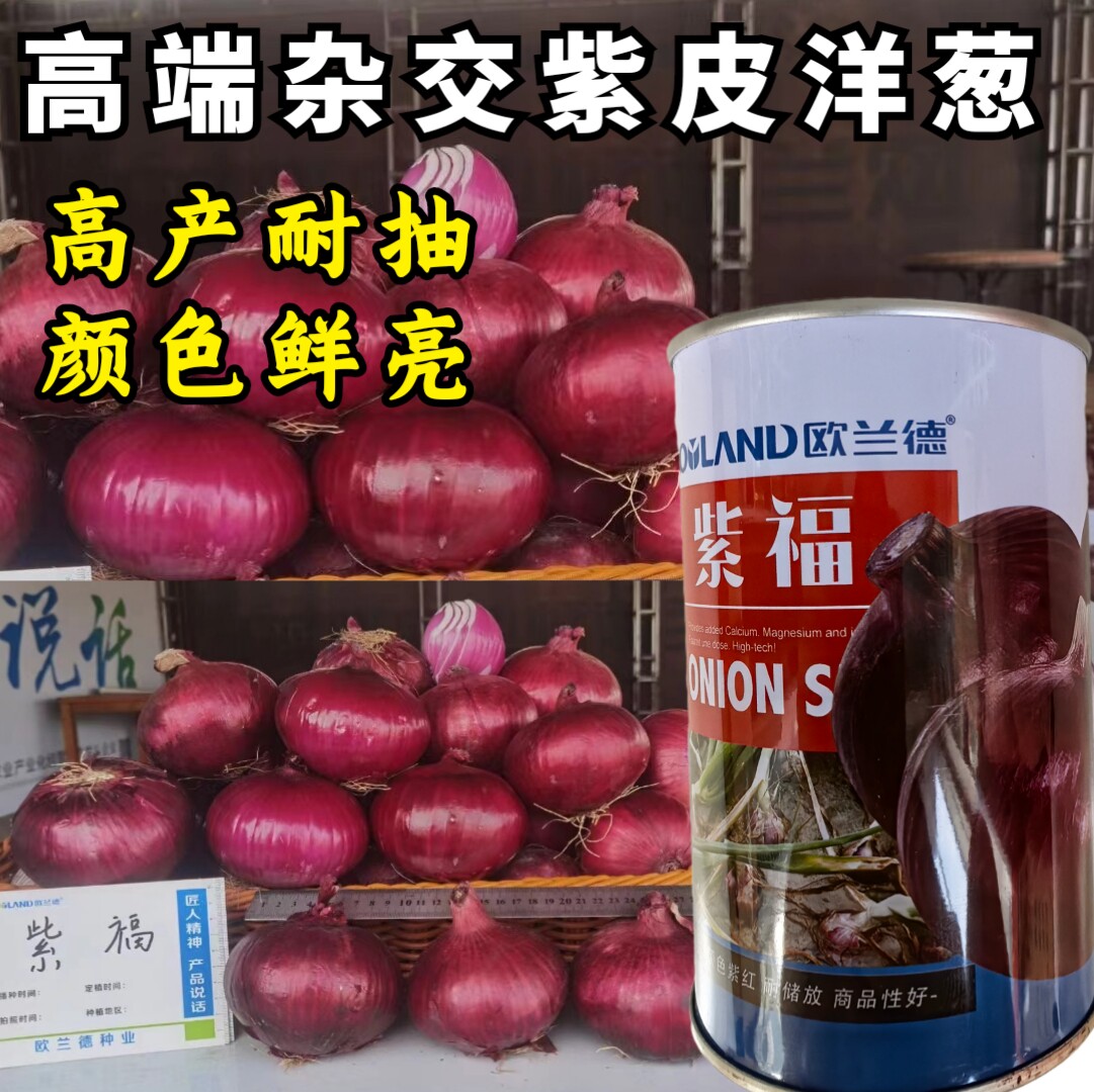 杂交紫皮洋葱种子欧兰德紫福高产中早熟耐抽苔高端紫洋葱种子籽孑