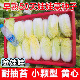 奶油娃娃菜种子金娃娃黄心娃娃菜种籽小白菜春秋季蔬菜种孑苗阳台