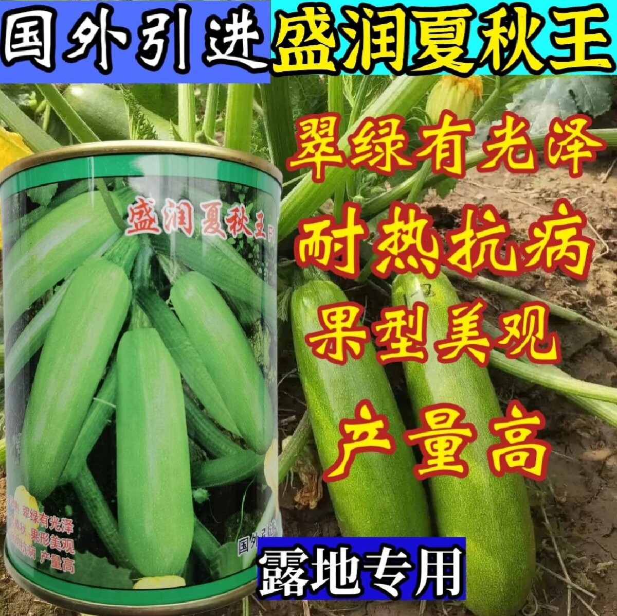 进耐湿热翠绿抗病露地专用西葫芦