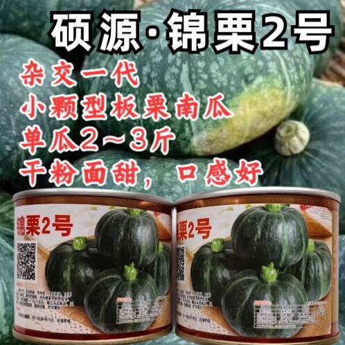 板栗南瓜种子杂交面甜粉糯大贝贝