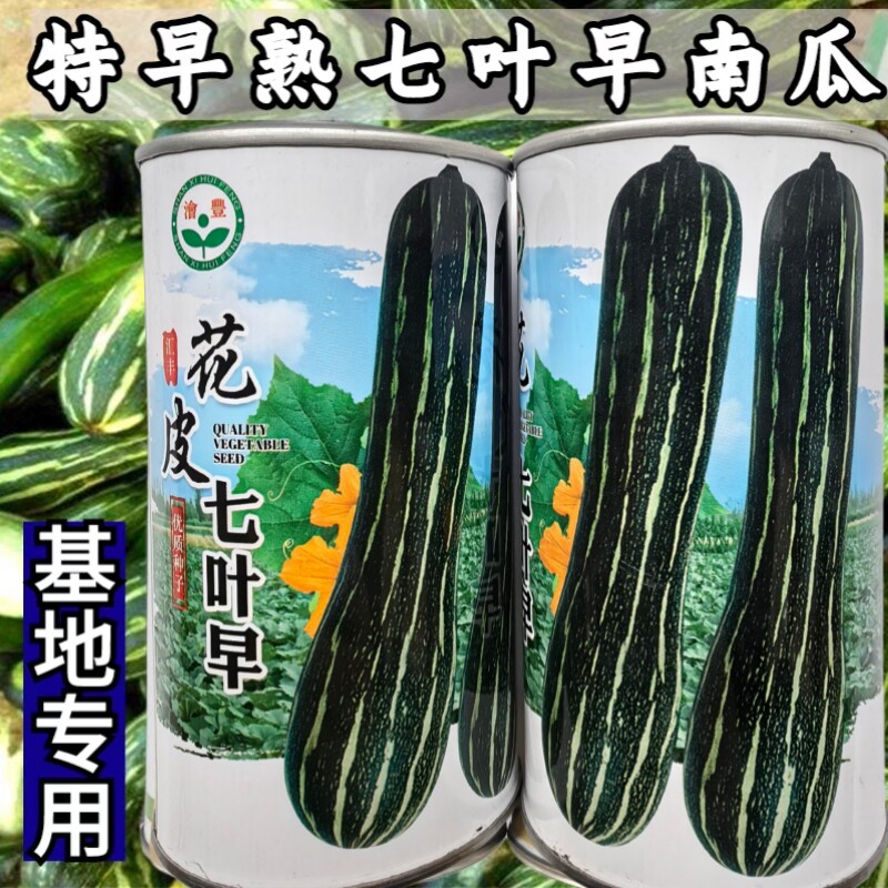 七叶早南瓜种子特早熟花皮长南瓜种子老品种好吃面甜倭瓜蔬菜种籽
