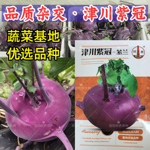 津川紫冠紫苤兰种子青苤兰菜种籽紫水果苤蓝茎种籽蔬菜种子孑春秋