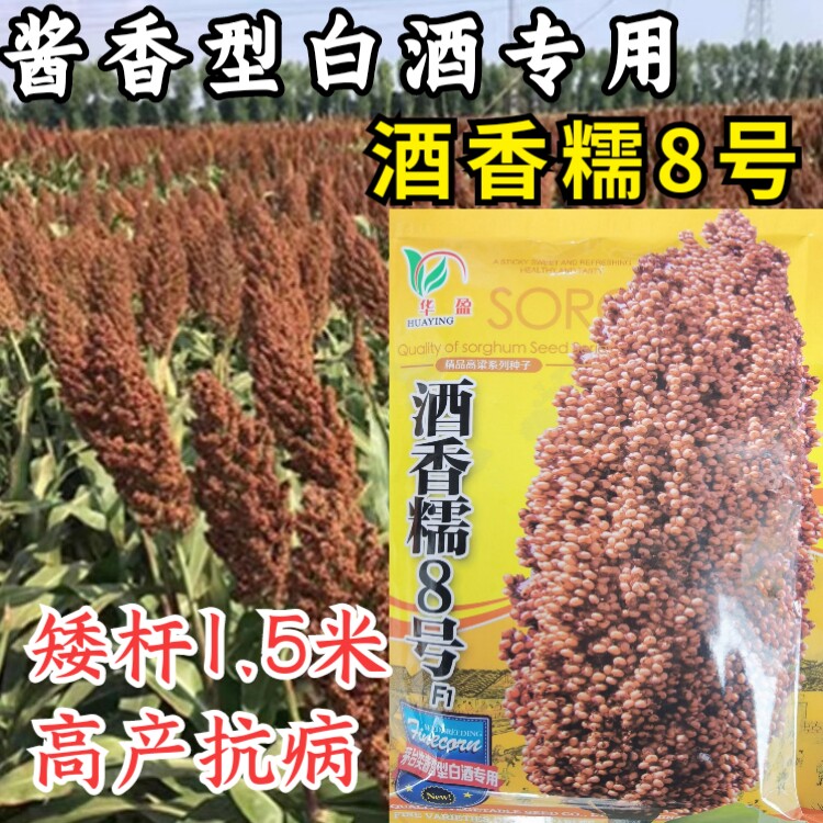 高产扛到高粱种子酿酒
