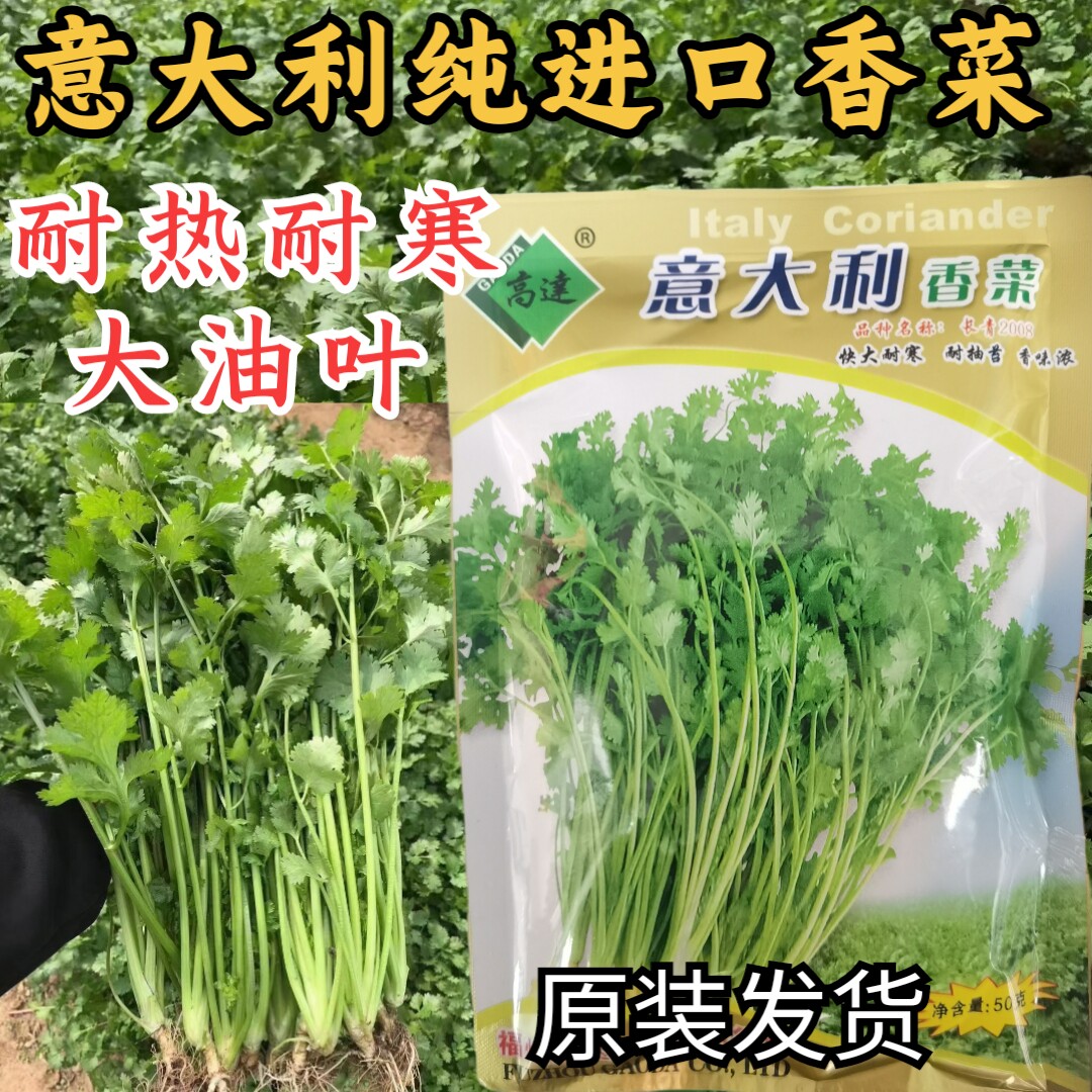 意大利香菜种子原装进口香菜种籽耐热耐寒耐抽四季芫荽蔬菜种籽