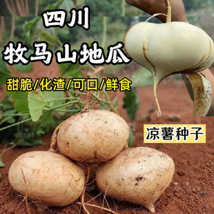 牧马山地瓜种子早熟四川凉薯种子水果沙葛凉瓜土瓜农家蔬菜种籽孑