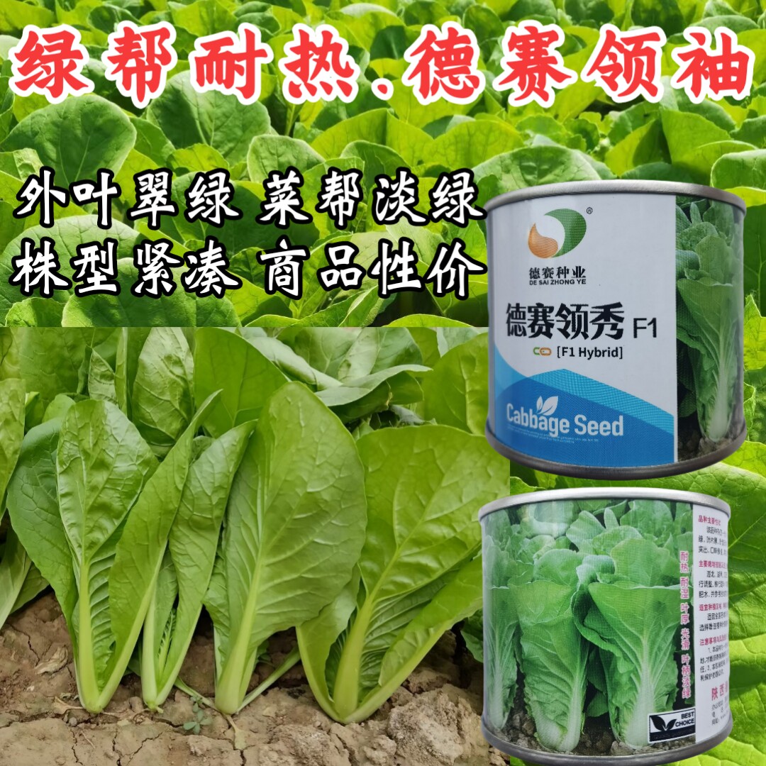 耐热绿帮快菜种子小白菜种子德赛领袖抗热越夏抗高温蔬菜种子籽孑